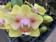 Phalaenopsis Yaphon Green Batman (2 Rispen)