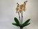 Phalaenopsis Charming Cream (2 Rispen)