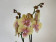 Phalaenopsis Charming Cream (2 Rispen)