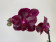 Phalaenopsis Sogo Relax (2 Rispen)