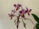 Phalaenopsis equestris 'Triple Lip' (in Knospe/Blüte)