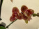 Phalaenopsis Tiger Crow (2 Rispen)