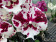 Phalaenopsis Polka 'Big Lip' (2 Rispen)