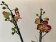Phalaenopsis Pocahontas (2 Rispen)