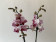 Phalaenopsis Crazy Daisy 'Peloric' (1 Rispe)