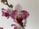 Phalaenopsis Crazy Daisy 'Peloric' (2 Rispen)