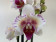 Phalaenopsis Safe Haven 'Peloric' (2 Rispen)