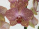 Phalaenopsis Ravello (2 Rispen)