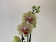 Phalaenopsis Fancy Freckles (2 Rispen)