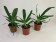 Angraecum Veitchii Jungpflanzen-Sparset (3 Pflanzen)