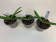 Paphiopedilum henryanum (Jgpfl.) - 3er Sparset