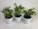 Begonia tripartida - 3er Sparset