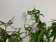 Begonia tripartida - Sparset