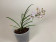 Holcoglossum Incantatio (in Knospe/Blüte)