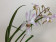 Holcoglossum Incantatio (in Knospe/Blüte)