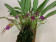 Masdevallia glandulosa (10+ Stiele)