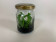 Leptotes bicolor (im sterilen Glas)