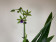 Zygopetalum Impasto Green (Jgpfl., frisch getopft)