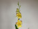 Burrageara Golden Nelly (1 Rispe)
