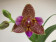 Phalaenopsis Joy Fairy Tale (1 Rispe)