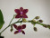 Phalaenopsis Sogo Gotris 'Reverse' (2 Rispenansätze)