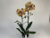 Phalaenopsis Las Vegas 'Peloric' (2 Rispen)