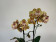 Phalaenopsis Las Vegas 'Peloric' (2 Rispen)