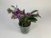 Doritaenopsis Sogo Vivien marginata-Peloric' (1-2 Rispen)