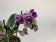 Doritaenopsis Sogo Vivien marginata-Peloric' (1-2 Rispen)