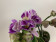 Doritaenopsis Sogo Vivien marginata-Peloric' (1-2 Rispen)