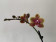 Phalaenopsis Sogo Lawrence (2 Rispen)