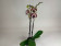 Phalaenopsis Elegant Golden Julia 'Big Lip' (2 Rispen)