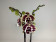 Phalaenopsis Elegant Golden Julia 'Big Lip' (2 Rispen)