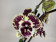 Phalaenopsis Elegant Golden Julia 'Big Lip' (2 Rispen)