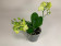 Doritaenopsis Table Lemon (3-4 Rispen)