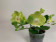 Doritaenopsis Table Lemon (3-4 Rispen)
