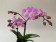 Phalaenopsis Sogo Sakura (3 Rispen)