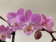 Phalaenopsis Sogo Sakura (3 Rispen)