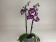 Phalaenopsis Dark 'Kizz' (2 Rispen)