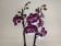 Phalaenopsis Dark 'Kizz' (2 Rispen)