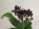 Doritaenopsis Black Beauty (2 Rispen)