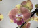 Phalaenopsis Grape Fruit (2 Rispen)