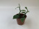 Vanilla imperialis (Jungpflanze)