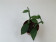 Vanilla planifolia 'Albo-variegata'