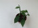 Vanilla imperialis (Jungpflanze)
