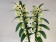 Dendrobium Sunny Bird (2 Rispen)