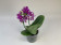 Phalaenopsis Love Potion (2 Rispen)