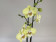 Phalaenopsis Leopard 'Kizz' (2 Rispen)
