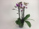 Phalaenopsis Twins (4-5 Rispen)