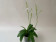 Doritis pulcherrima 'alba' (3-4 Rispen)
